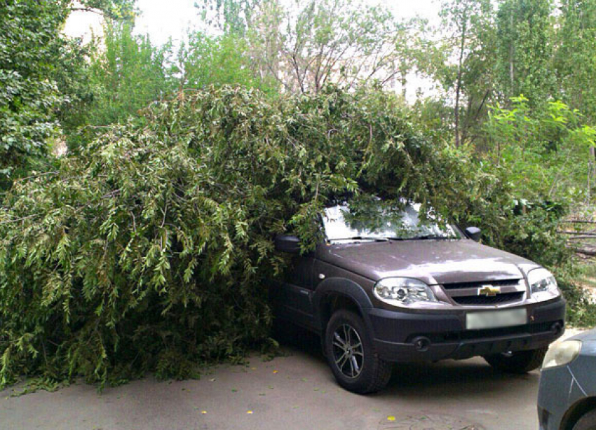 Рухнувшим деревом раздавило Chevrolet волгоградца