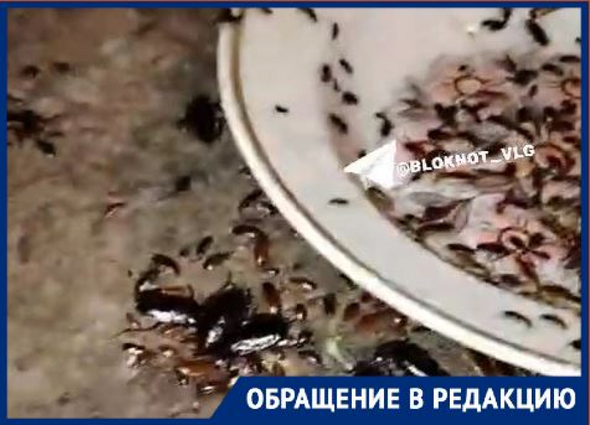 Жуткое нашествие тараканов на юге Волгограда попало на видео