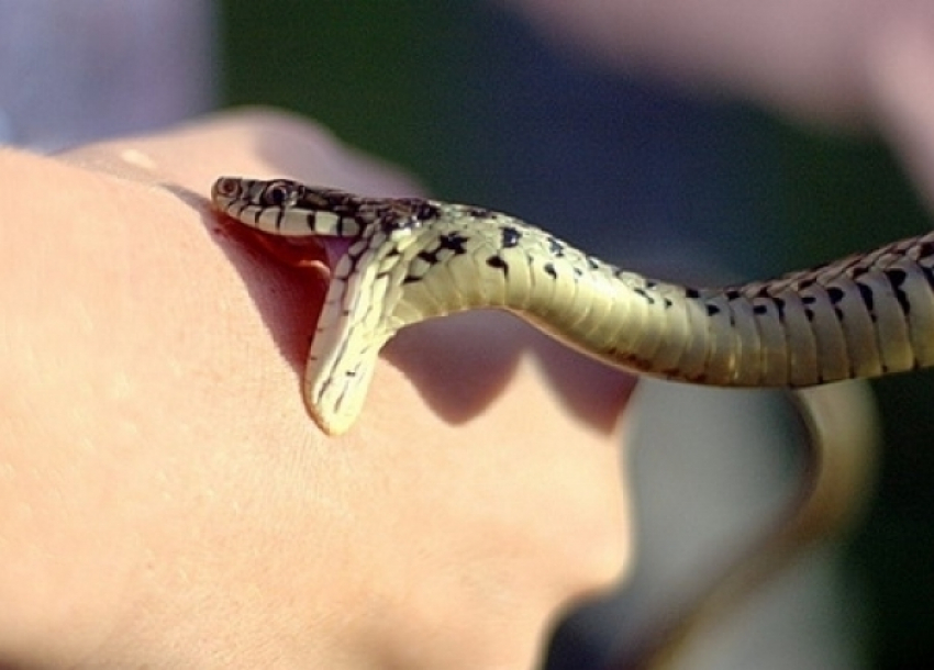 Под Волгоградом 7-летнюю девочку укусила ядовитая змея