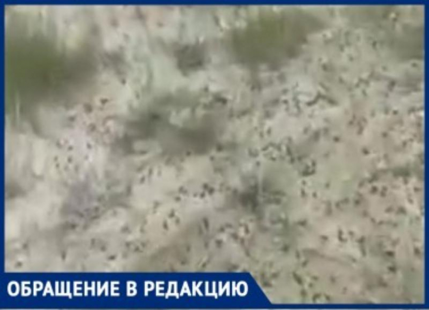 Полчища саранчи на полях Волгоградской области сняли на видео