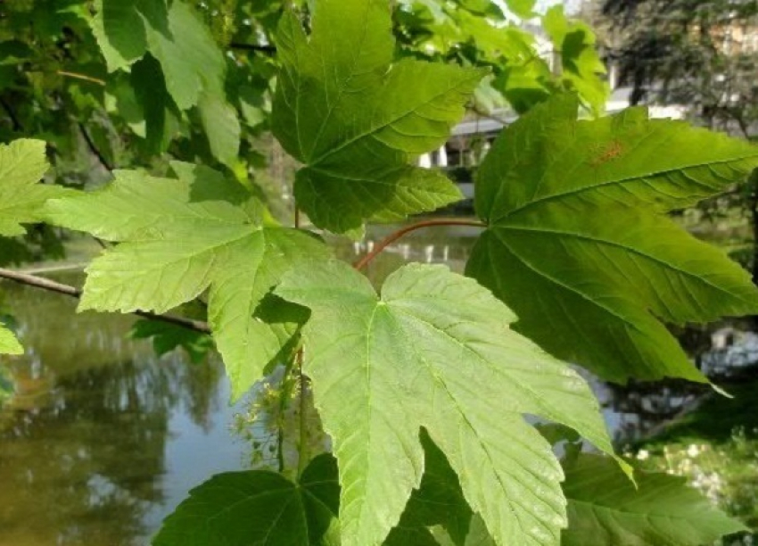 Под Волгоградом сгоревшие участки поймы засадят новыми деревьями