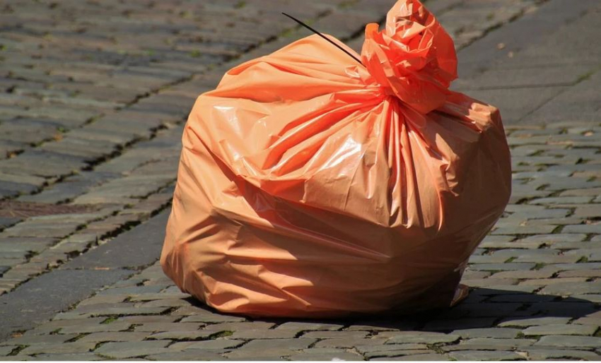 Волгоградцы могут помочь бездомным собакам, собирая мусор раздельно