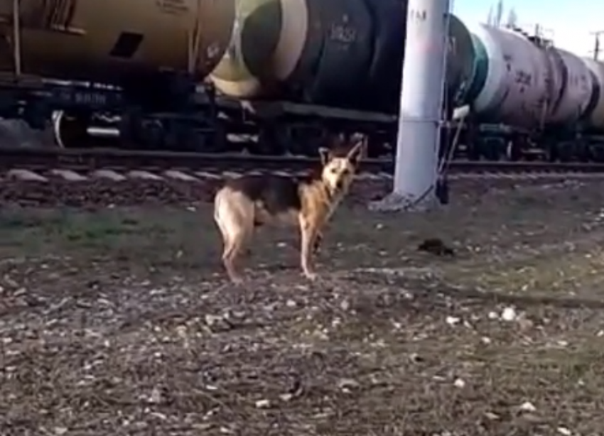 В Волгограде не могут поймать собаку с отрезанной поездом лапой