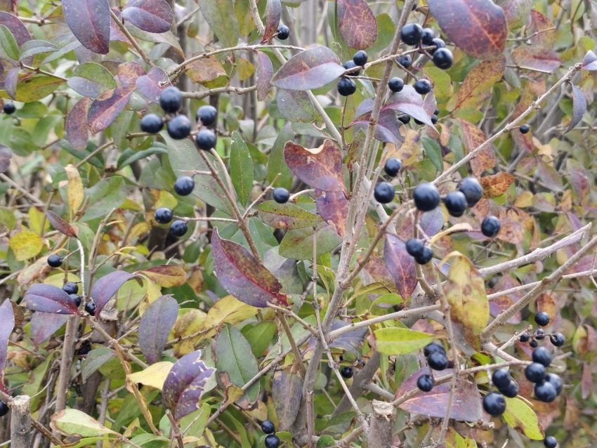 Черные ягоды с кустарников в ЦПКиО поедают волгоградцы