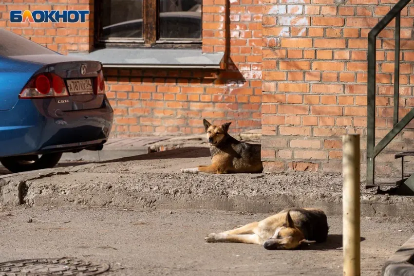 Волгоградская область получит право уничтожения бродячих собак 