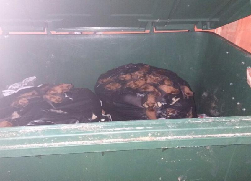 Выброшенные в мусорный контейнер летучие мыши в Волгограде оказались некраснокнижными