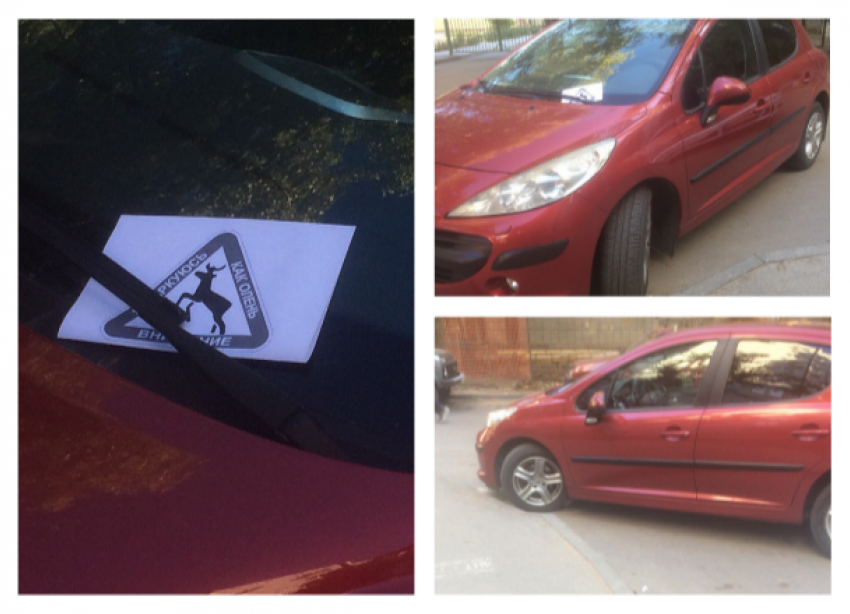 Волгоградцы пометили выдающегося «оленя» на красном автомобиле