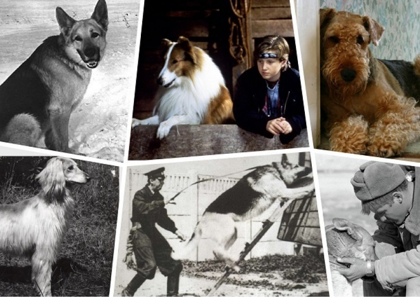 Какие породы собак были самыми популярными в советском Волгограде