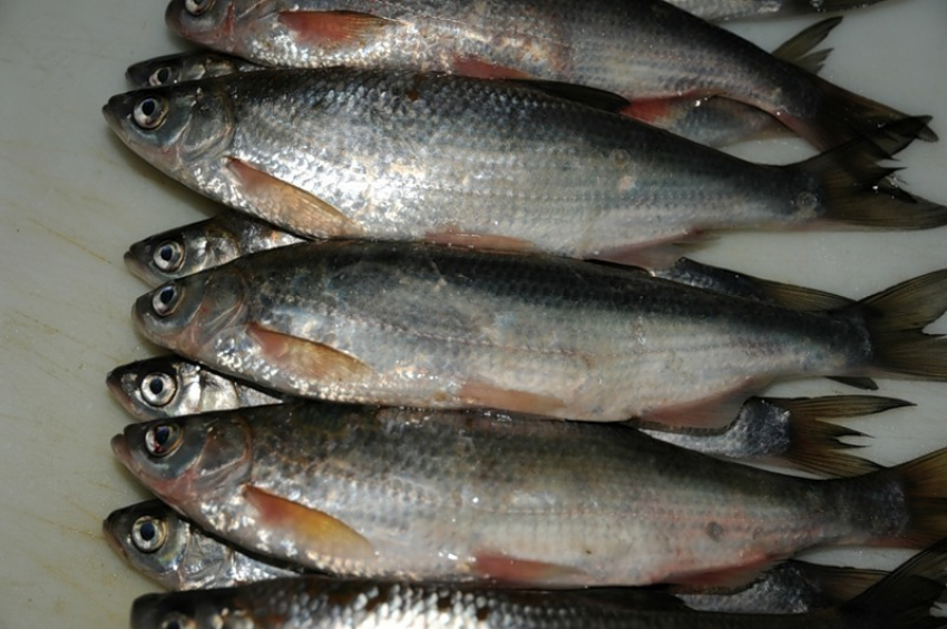 На севере Волгограда пресекли продажу краснокнижных рыб