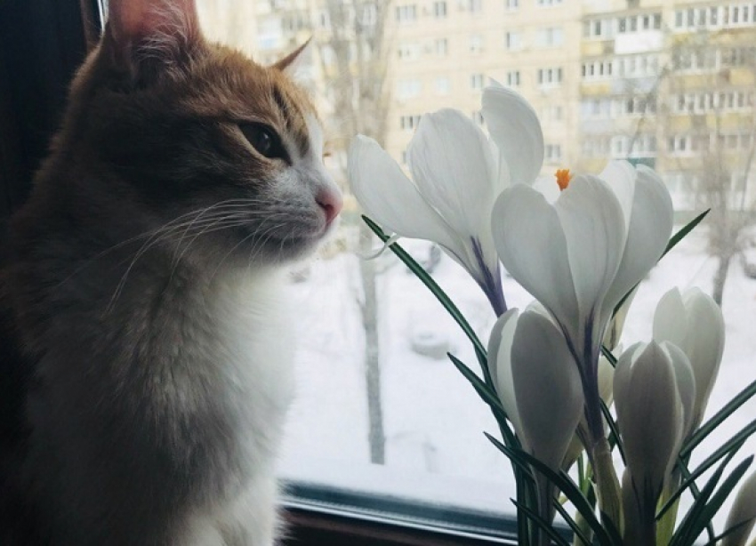 Начало рабочей недели для волгоградцев будет морозным и без осадков