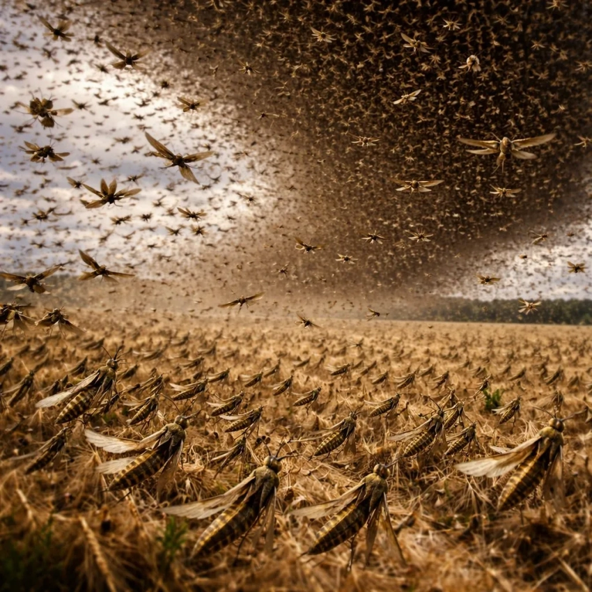 Прожорливость новой волны саранчи изучают под Волгоградом