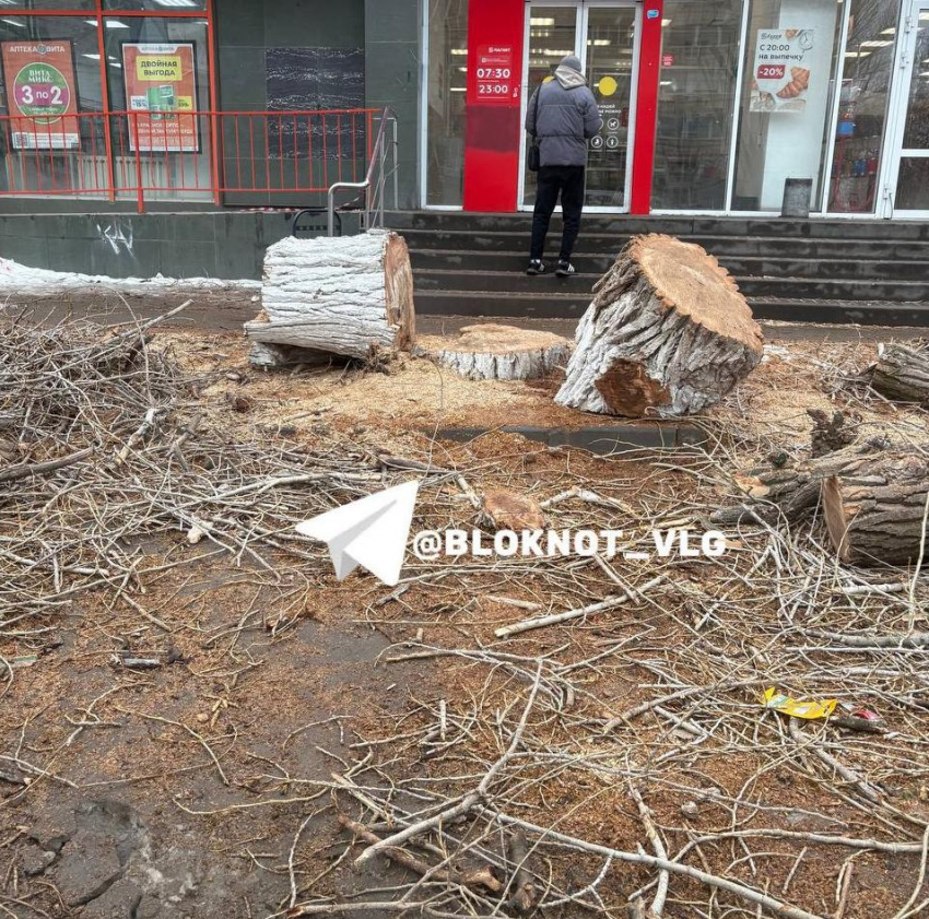Причина массовой вырубки деревьев озвучена в Волгограде 