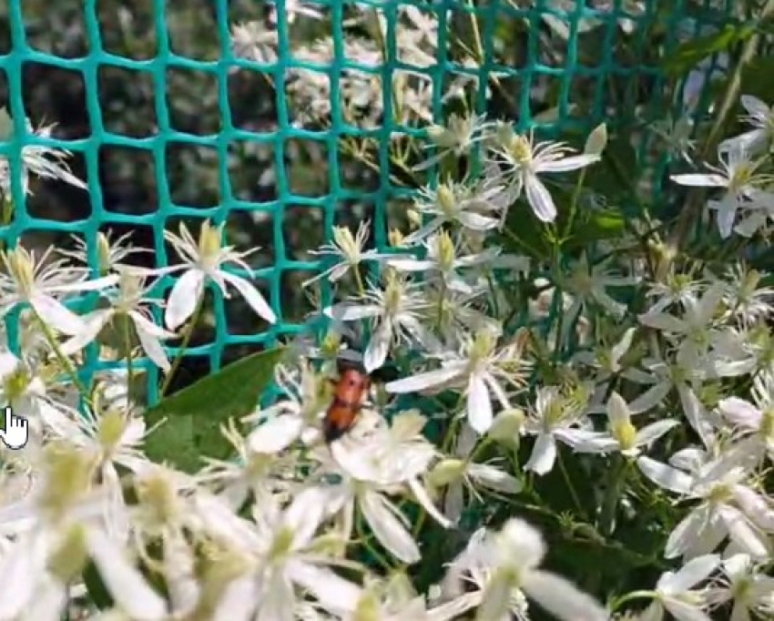 Можно умереть, если проглотить: волгоградцам угрожают жуки, которых ценили алхимики