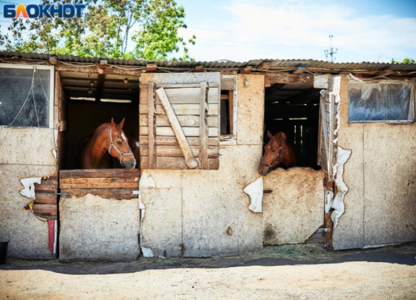 Выжившие при пожаре в волжском конно-спортивном клубе лошади зовут своих погибших друзей