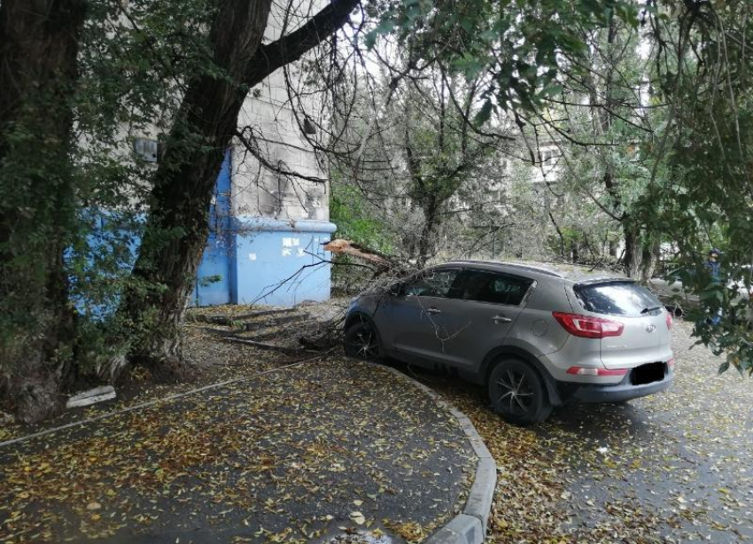 Дерево рухнуло на припаркованный  Kia Sportage в Дзержинском районе Волгограда