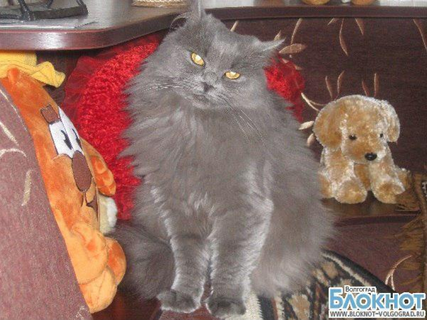 За звание «Самый красивый кот Волгограда» поборется кошка Мася