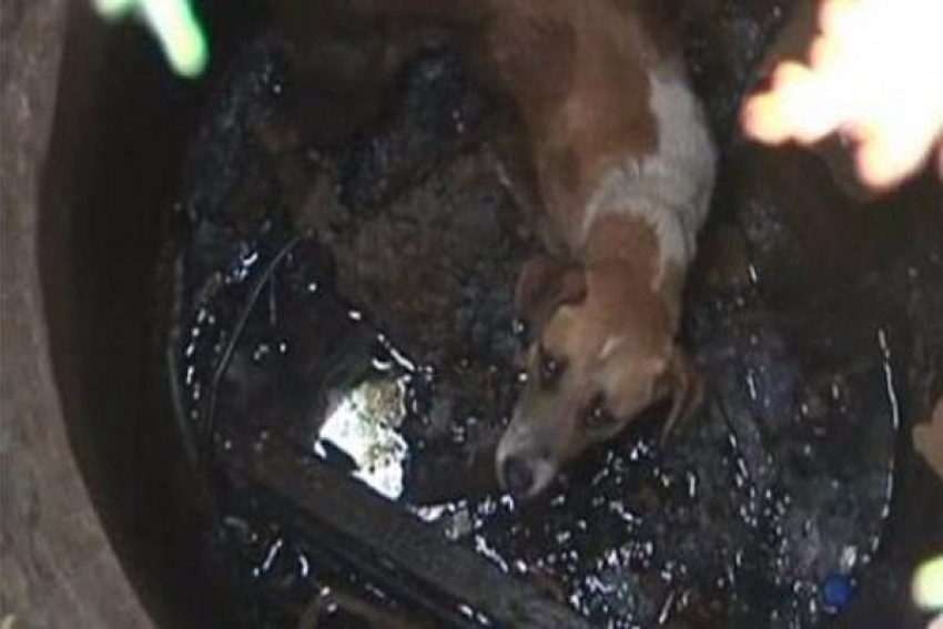 В Волгограде спасатели вытащили из 3-метрового колодца собаку 
