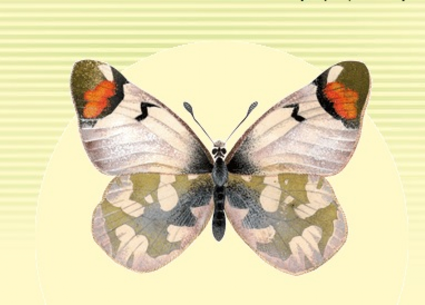 Бабочка-белянка пропадает из Волгоградской области
