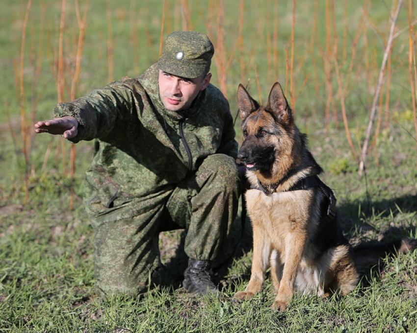 Овчарка пограничник