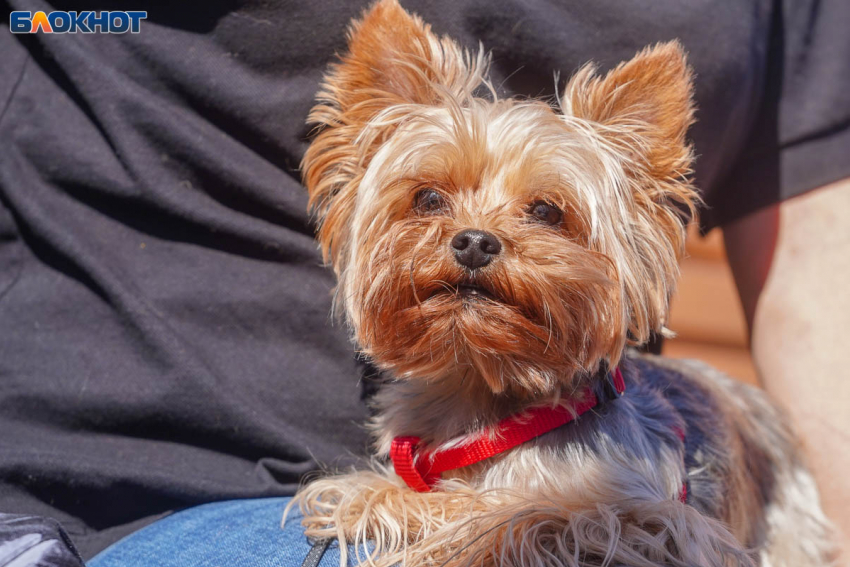 Масштабную сходку собачников устроят в Волгограде: «вечеринка» для 300 пушистых