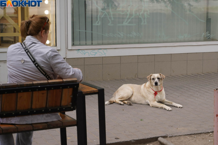 Роспотребнадзор потребовал отрегулировать число бездомных собак в Волгограде