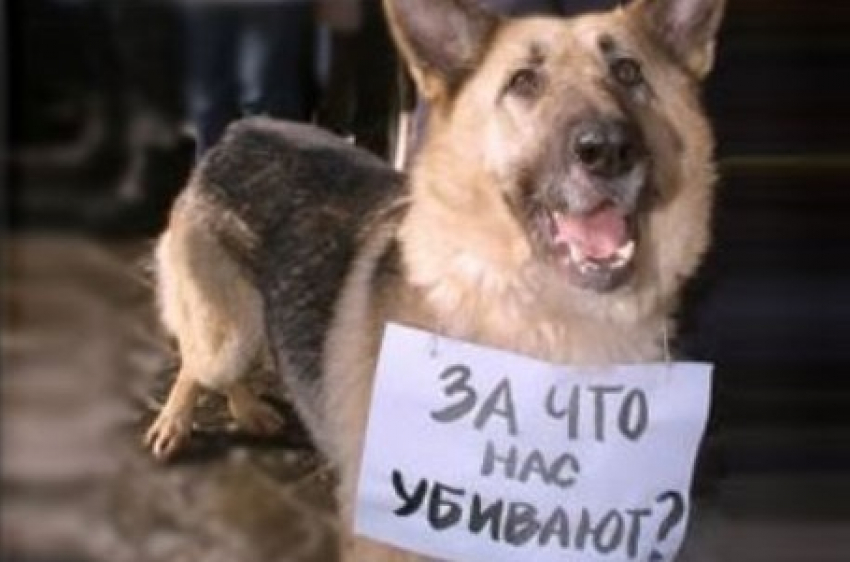 В центре Волгограда неизвестные расстреляли стаю собак