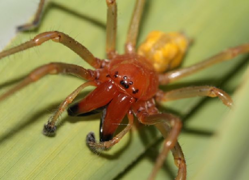 О страшных последствиях укуса ядовитого хищного паука сак рассказали волгоградцы