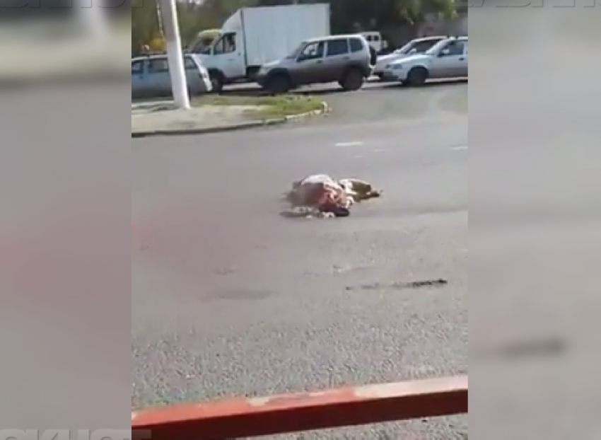 Стали известны страшные подробности ДТП с погибшей волгоградкой