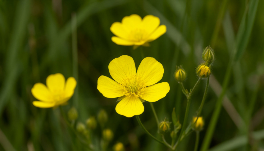 Волгоградцев просят помочь в поисках 1,5-метрового краснокнижного растения