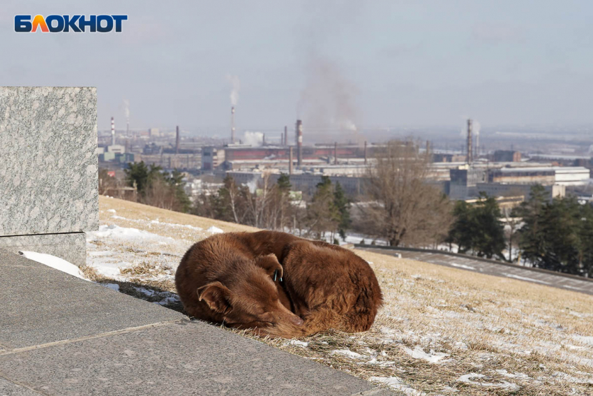 Самую холодную ночь года пережили в Волгограде