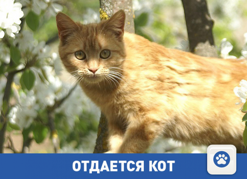 Отдается рыжий кот-охотник