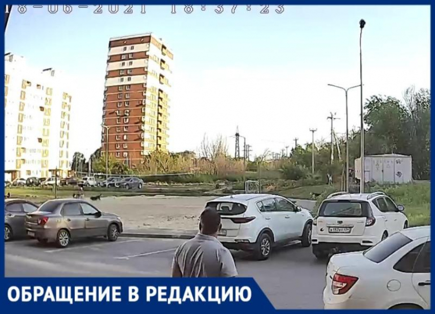 Бродячие собаки накинулись на играющих во дворе детей в Волгограде: ЧП сняли на видео