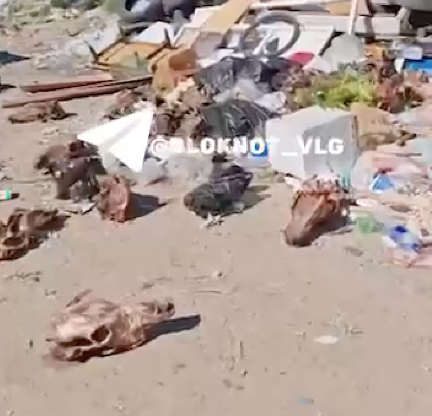 Черепа разбросали у детского сада в Волгограде