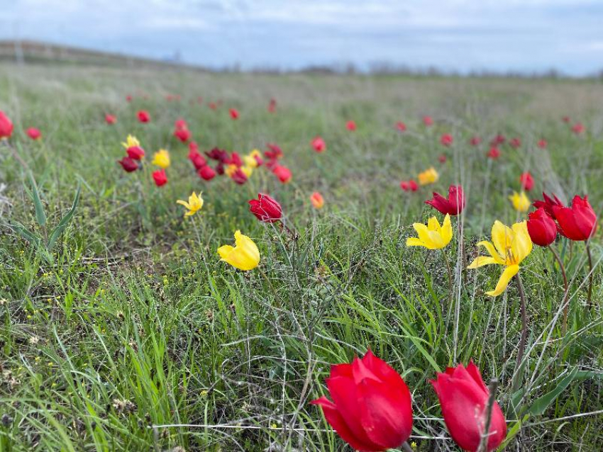 В санитарно-защитной зоне сотрудники Гремячинского ГОКа любовались краснокнижными степными тюльпанами