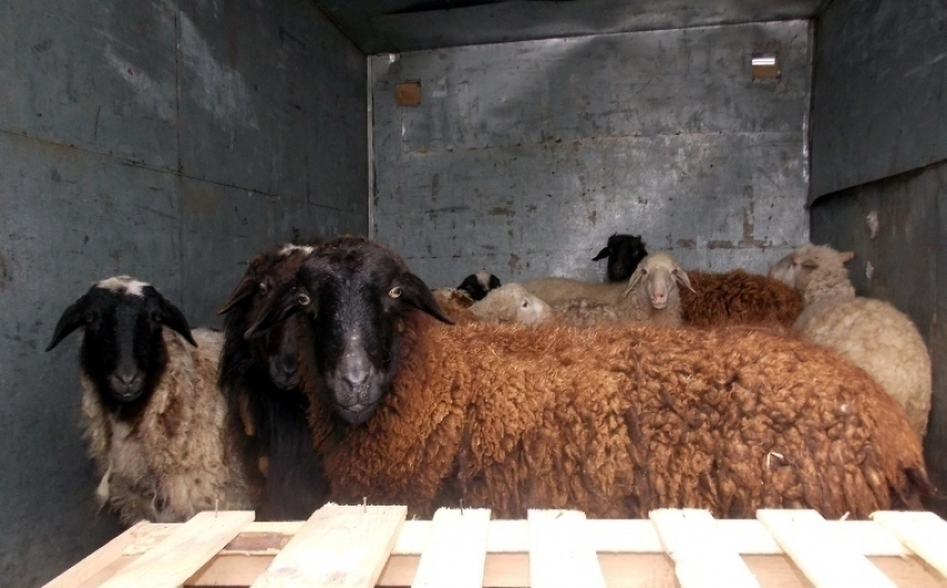 Водитель заплатит 1000 рублей за перевозку овец без документов в Волгоград
