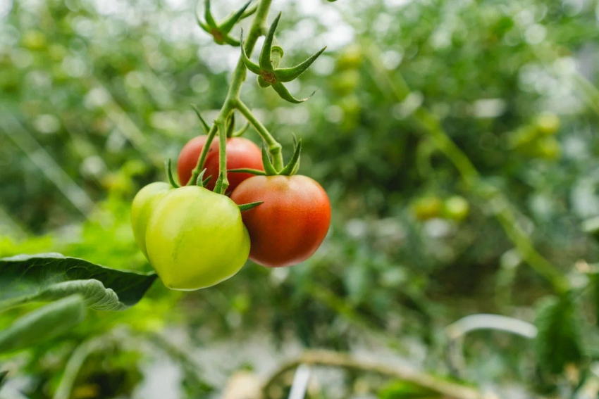 «Родной» вкус томатов родом из детства