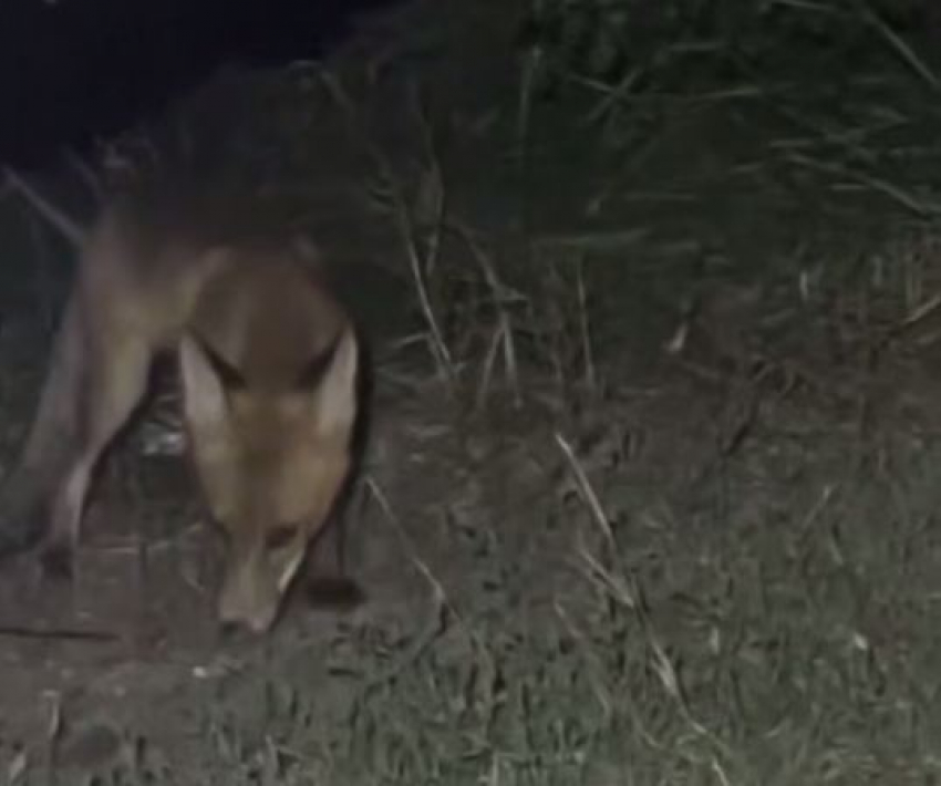 Голодная лиса пришла на ужин к волгоградскому ресторатору и попала на видео