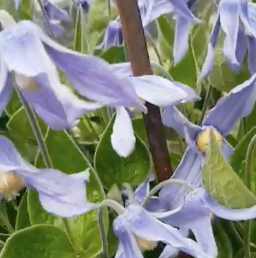 Штраф миллион: народное средство от сифилиса запретили использовать волгоградцам 