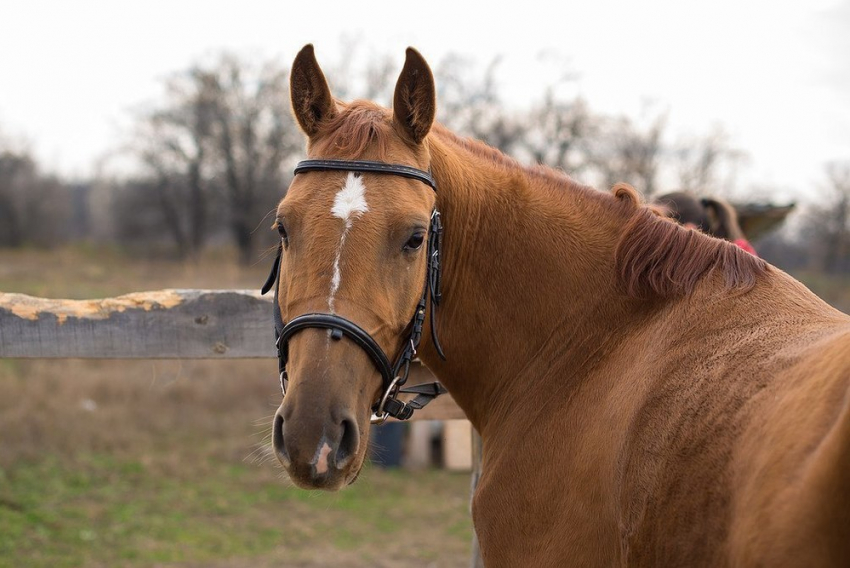 В Волгограде разыскивают беременную лошадь-беглянку