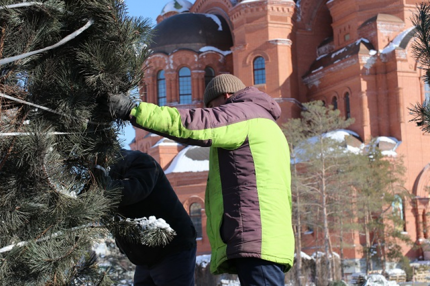 У храма Александра Невского в Волгограде стали высаживать деревья