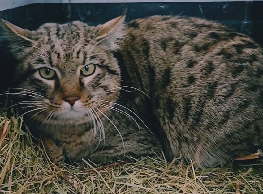 Дикого кота отпустили на свободу в Волгоградской области