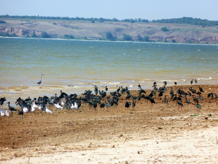 Любители переждать трудные времена в Израиле притаились в Волгоградской области 