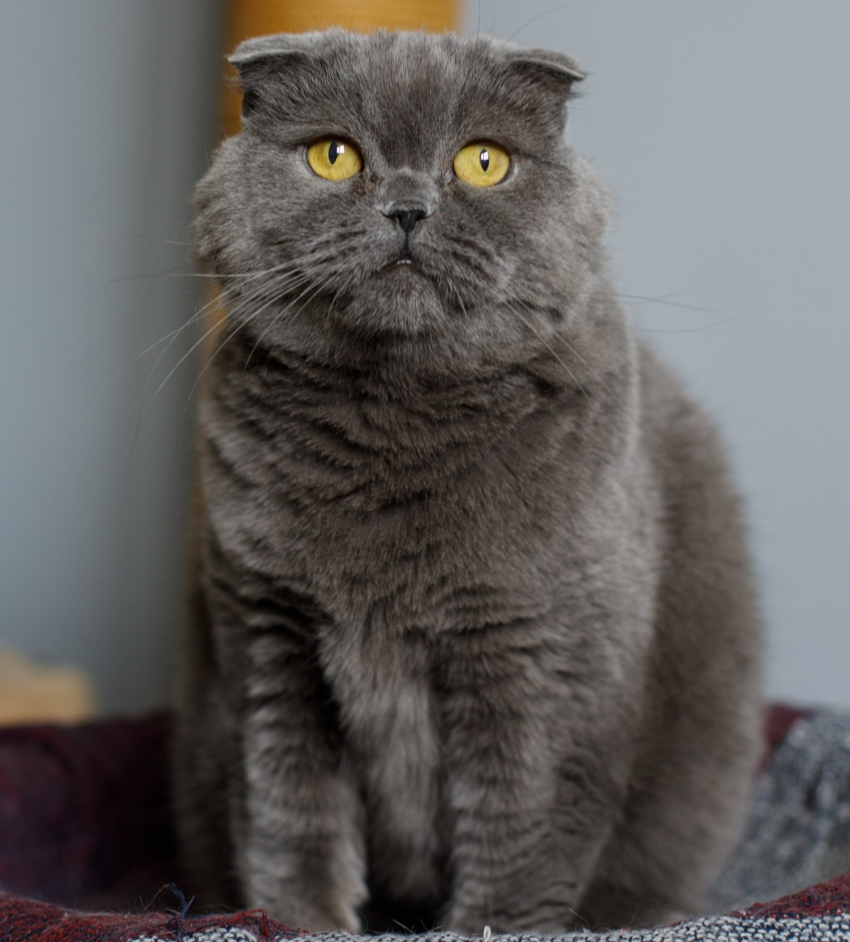 Кошке-мизантропу в Волгограде ищут дом с помощью теории  шести рукопожатий