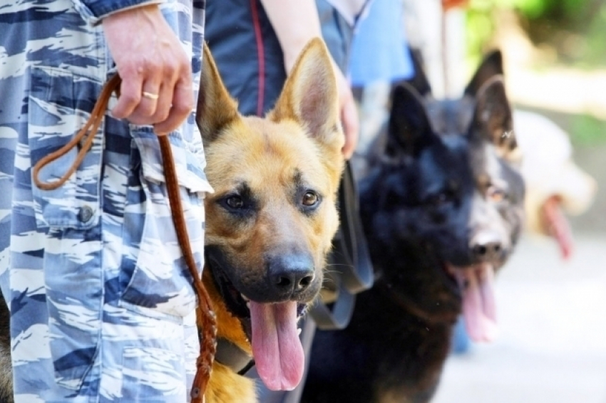 Служебные собаки разыскали заблудившегося под Волгоградом мужчину