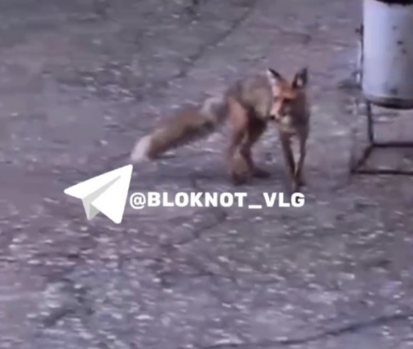 «Камни ест!»: тощая лиса вышла на юге Волгограда к людям