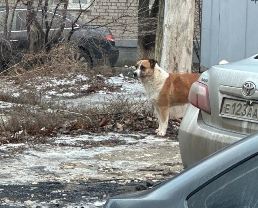 Школьница стала новой жертвой агрессивной дворняги в Советском районе Волгограда