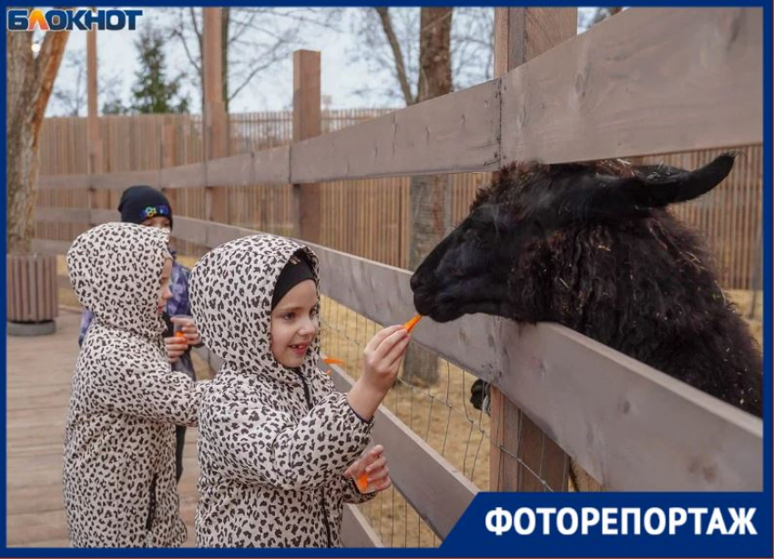 Деревня альпак появилась в Волгограде 