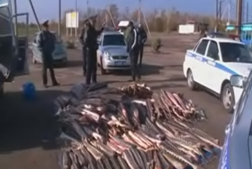 В Волгограде поймали браконьера с 1,5 тоннами осетров в багажнике (фото)