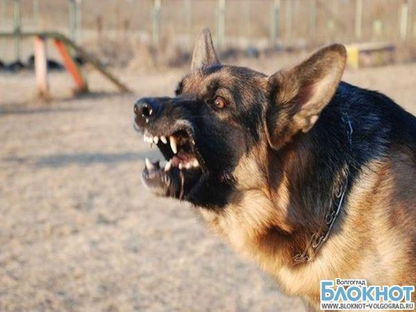 В Котово на полицейского натравили собаку