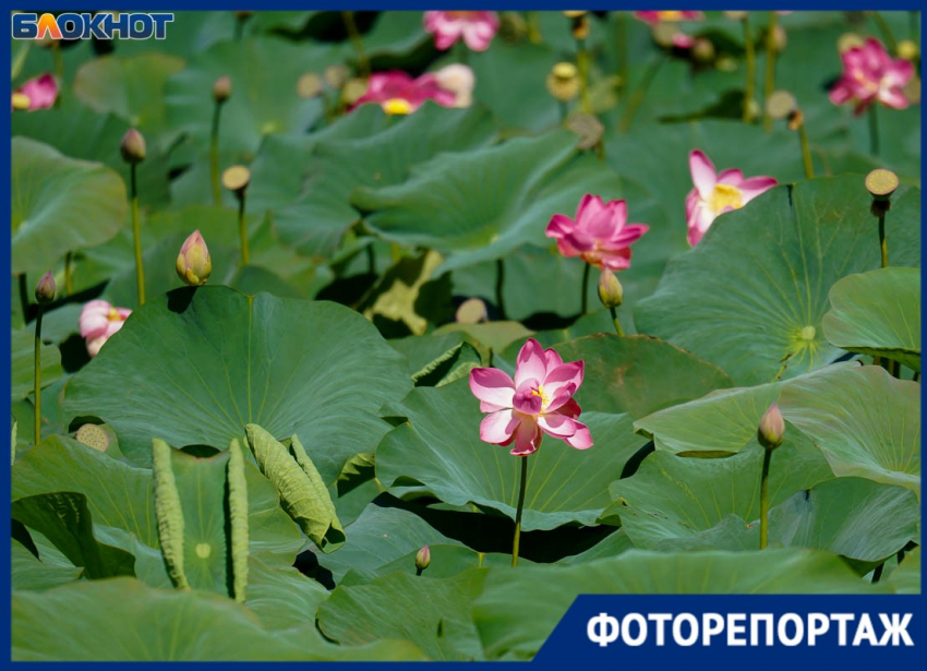 Секретное место с лотосами нашли под Волгоградом: туристов тут еще не бывало 